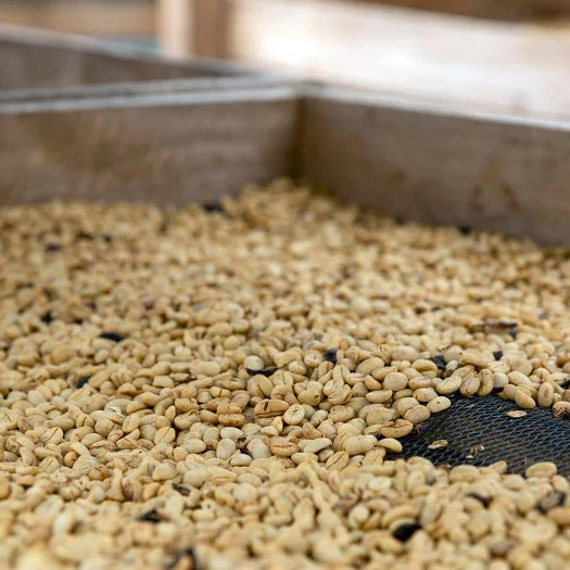 Honey Spring - Colombia Pink Bourbon - Diego Horta &amp; Edier Perdomo