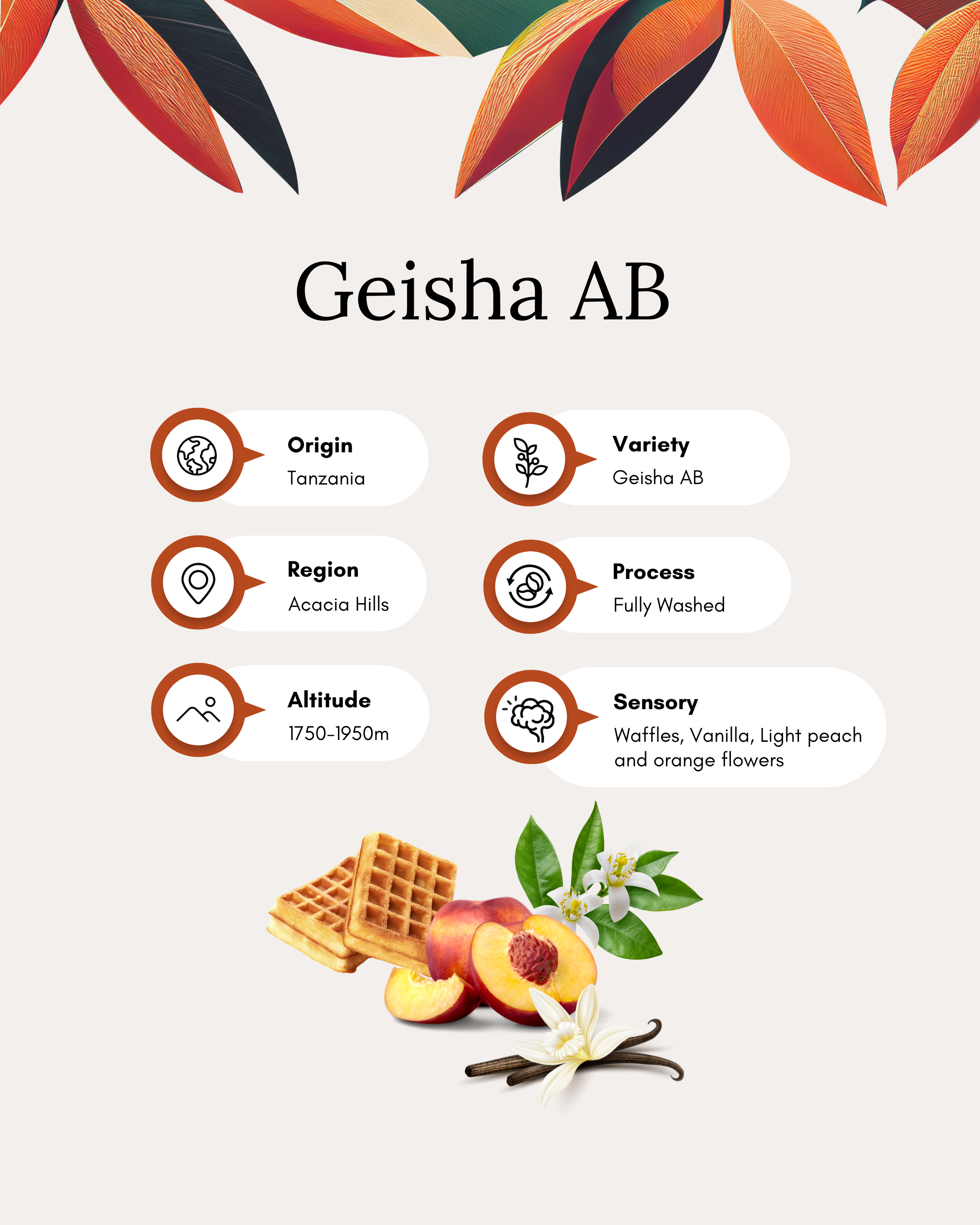 Geisha AB – Leon Christianakys